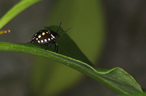 Nezara viridula